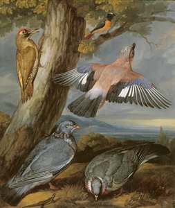 Jay, Green Woodpecker, Pigeons and RedStar, ca.1650